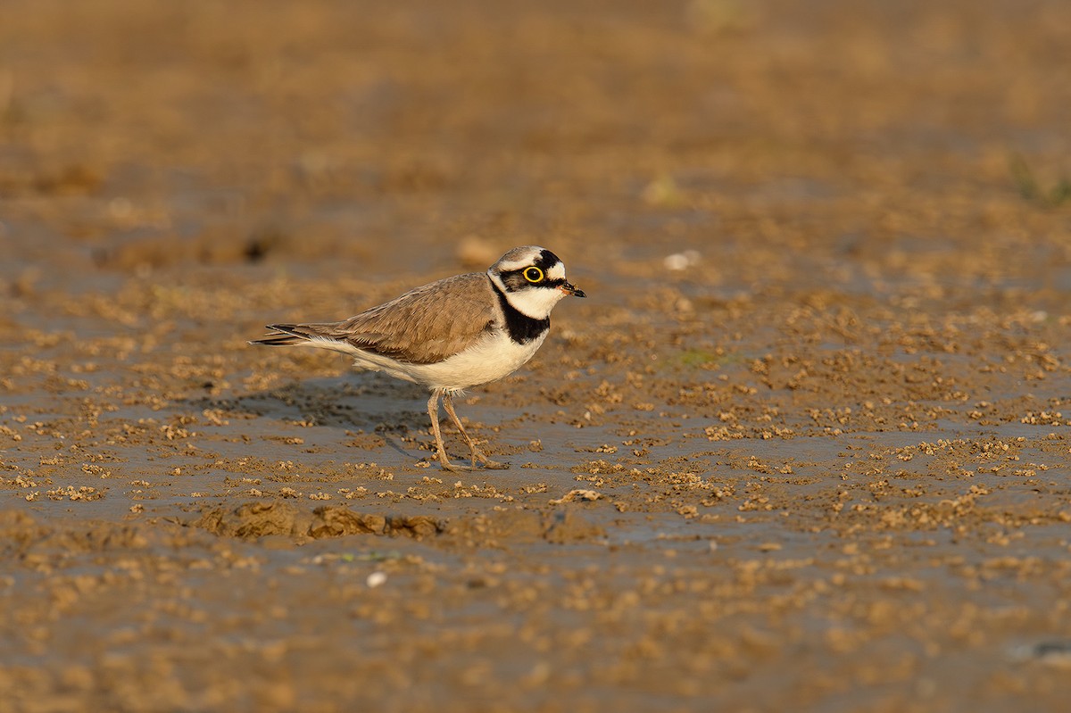 Little Ringed Plover - Sudhir Paul