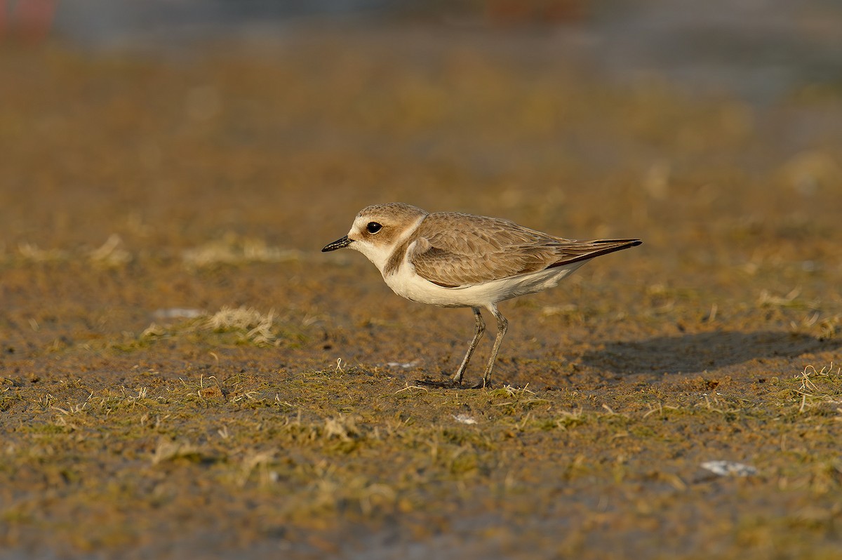 Kentish Plover - Sudhir Paul