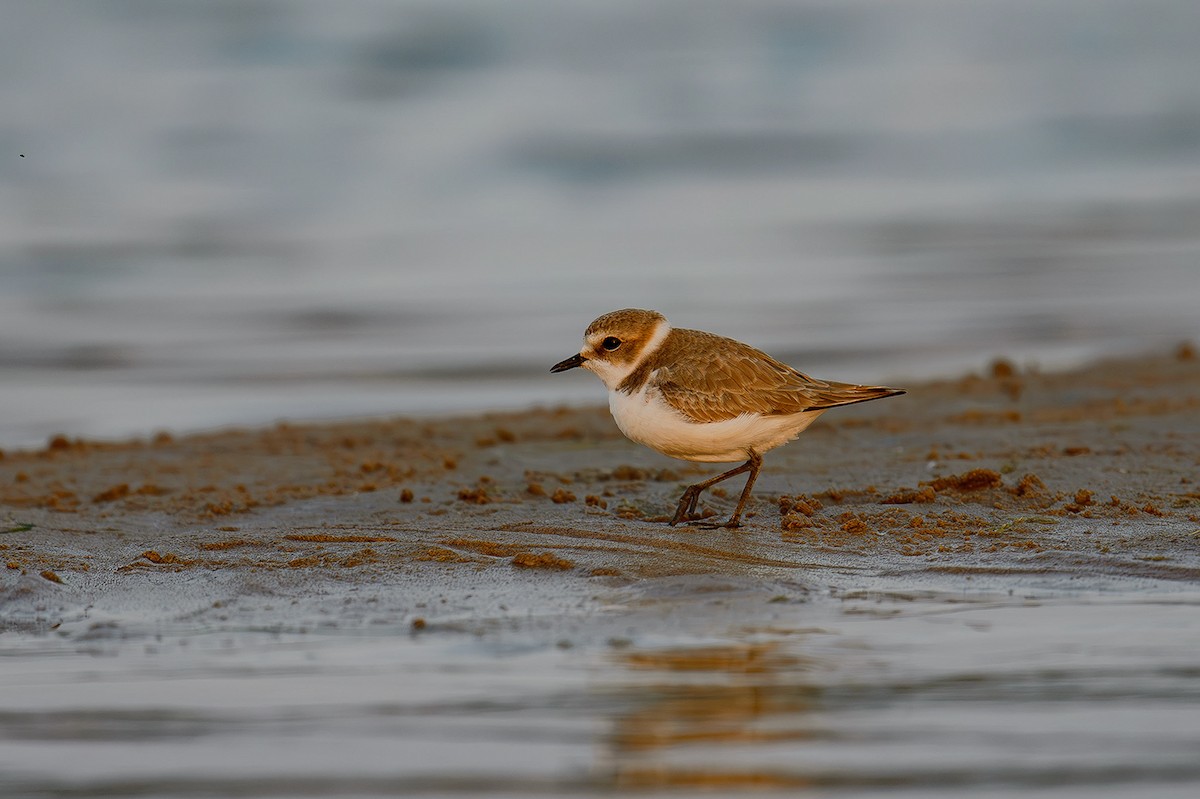 Kentish Plover - ML614328857