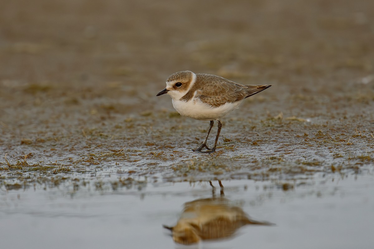 Kentish Plover - Sudhir Paul