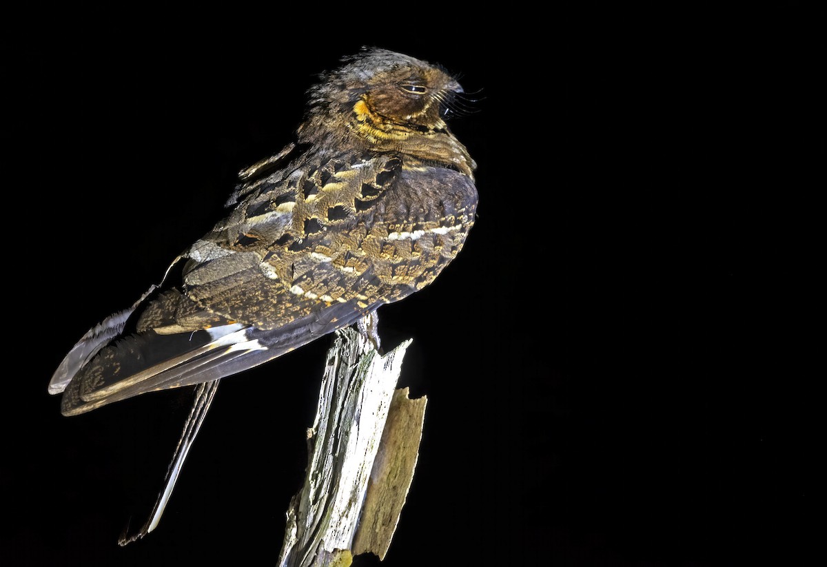 Jerdon's Nightjar - Sourav Halder