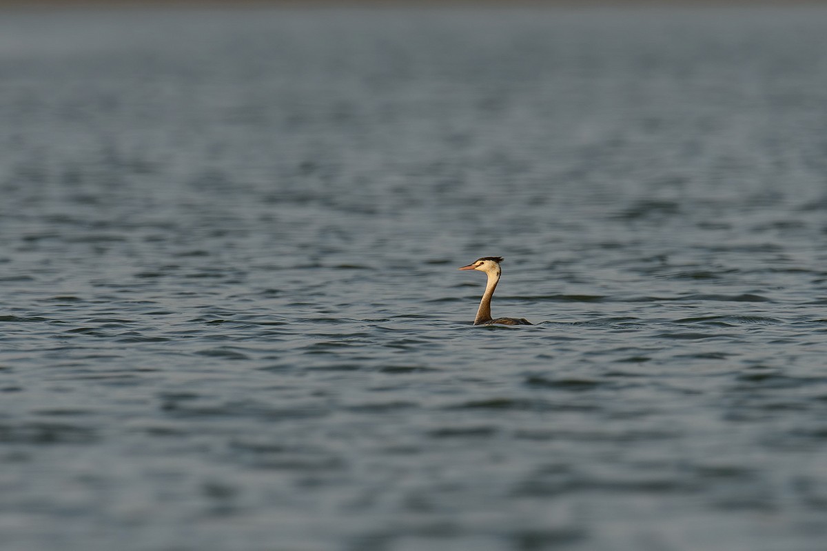 Great Crested Grebe - Sudhir Paul