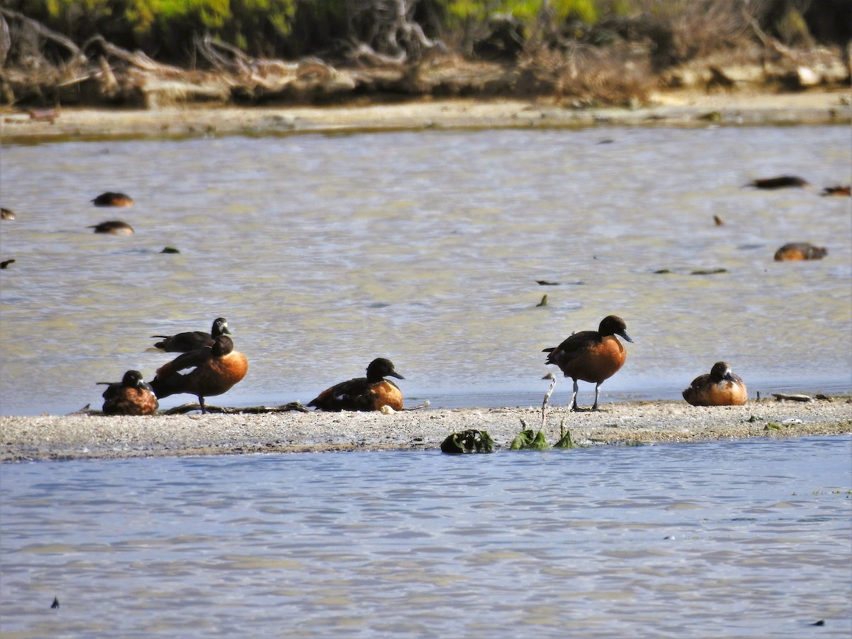 Australian Shelduck - ML614328929