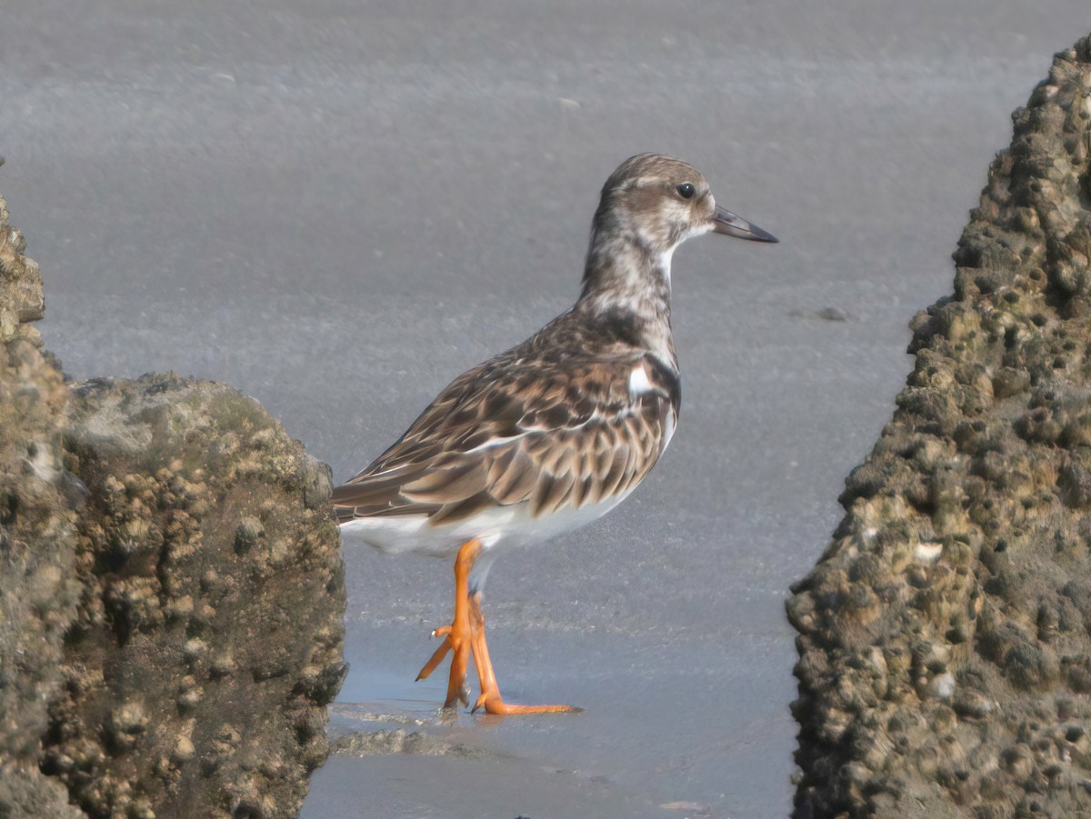 Ruddy Turnstone - ML614329016