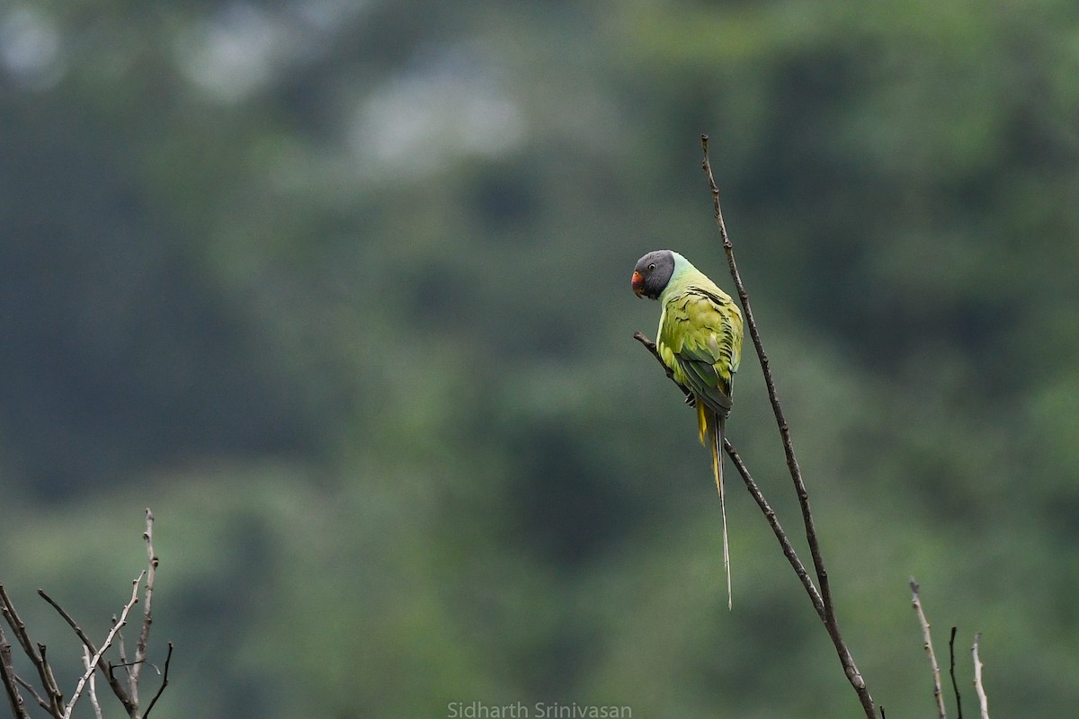 Gray-headed Parakeet - ML614329038