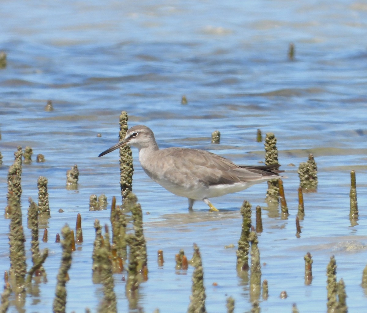 Gray-tailed Tattler - ML614329077