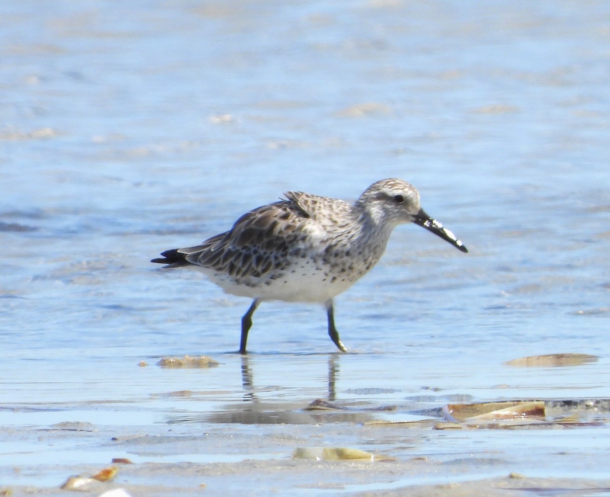 Great Knot - ML614329084