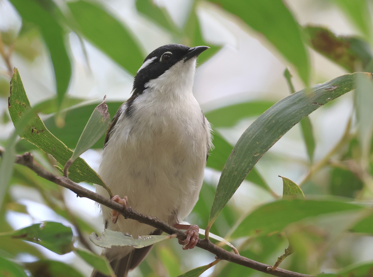 White-throated Honeyeater - Andy Gee