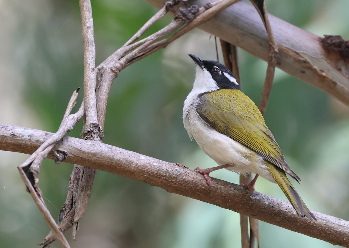 White-throated Honeyeater - ML614329090