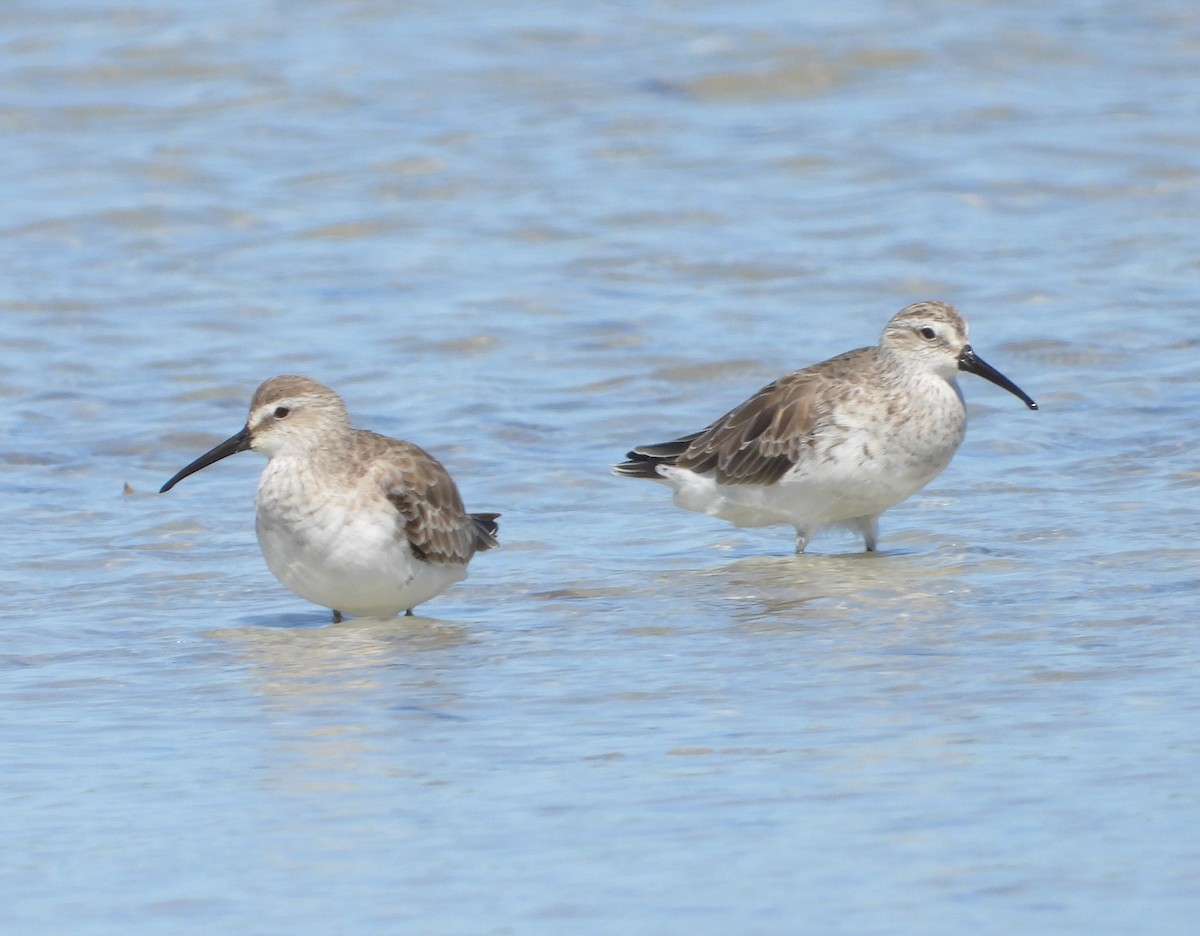 Curlew Sandpiper - ML614329092