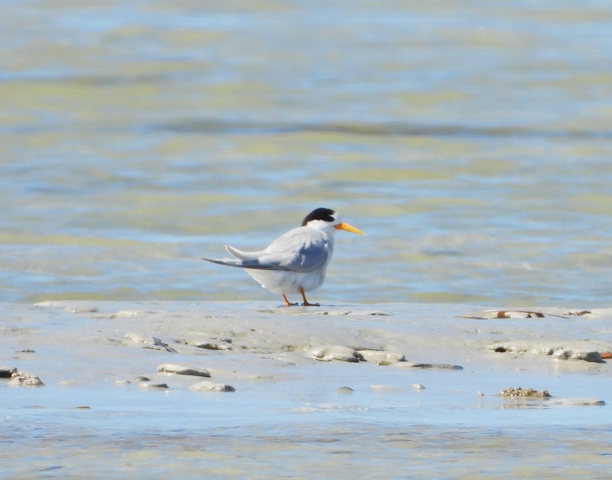 Australian Fairy Tern - ML614329108