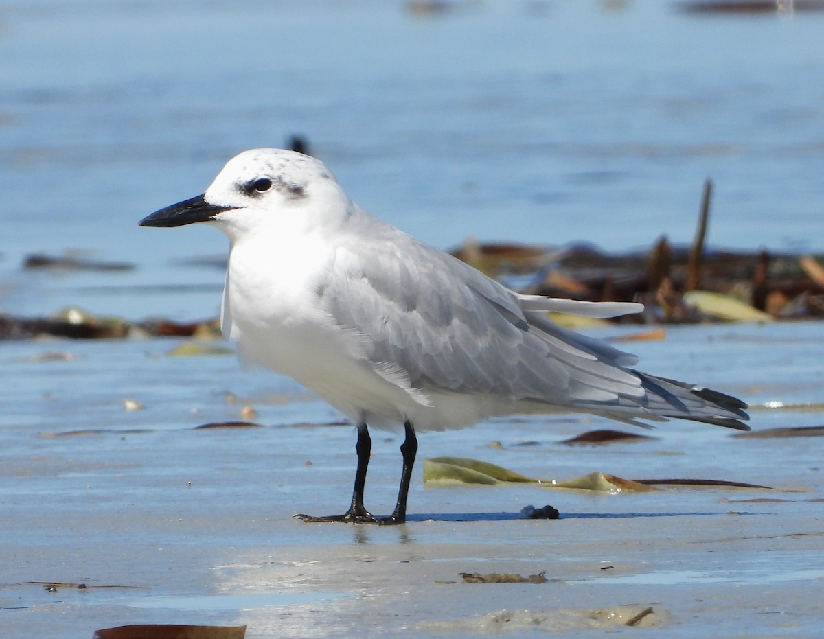 Gull-billed Tern - ML614329111