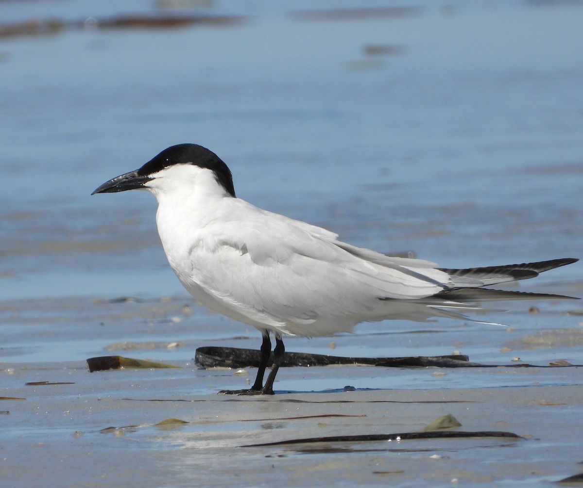 Australian Tern - ML614329119