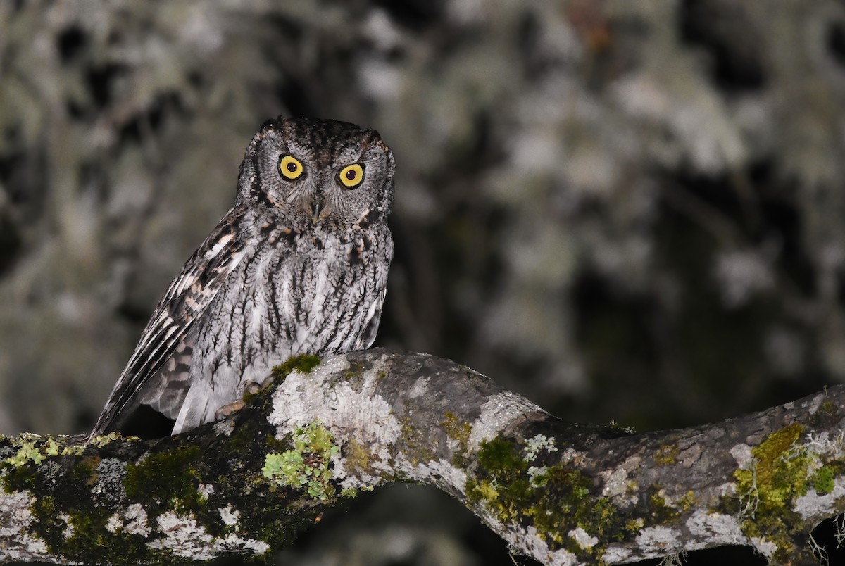 Western Screech-Owl - ML614329140
