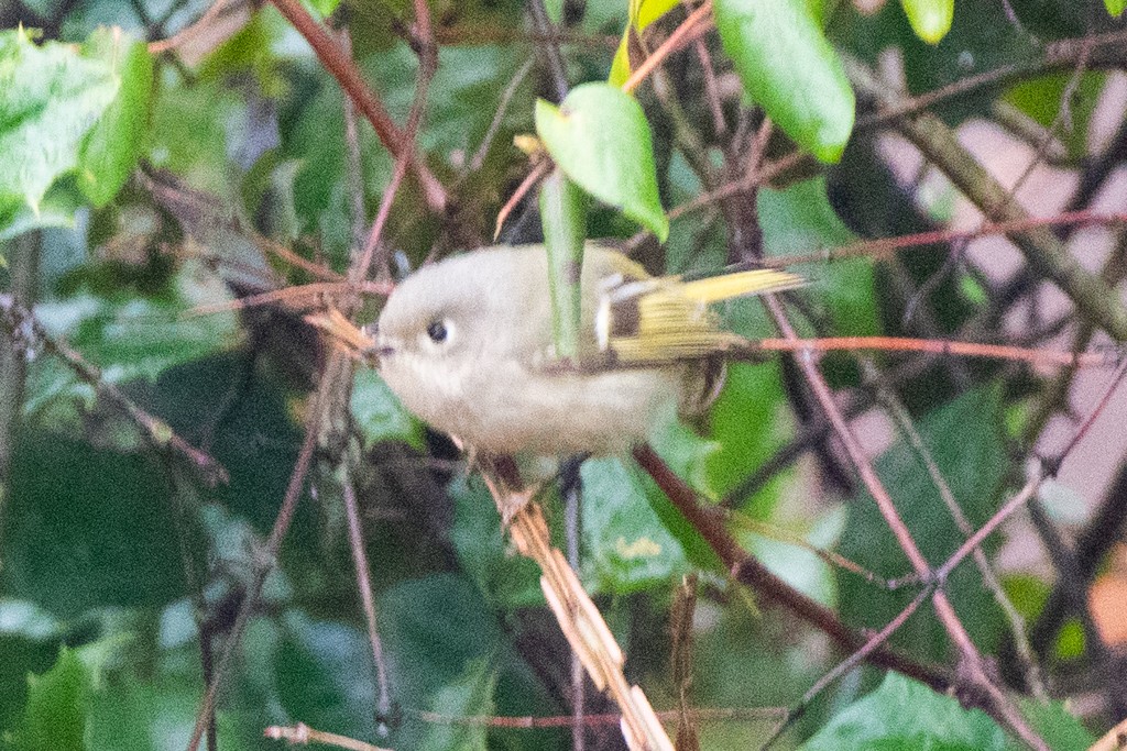 Ruby-crowned Kinglet - ML614329185