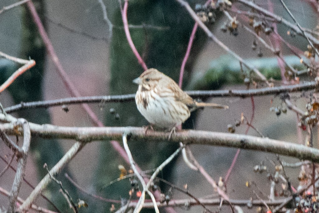 Song Sparrow - Declan O’Neil