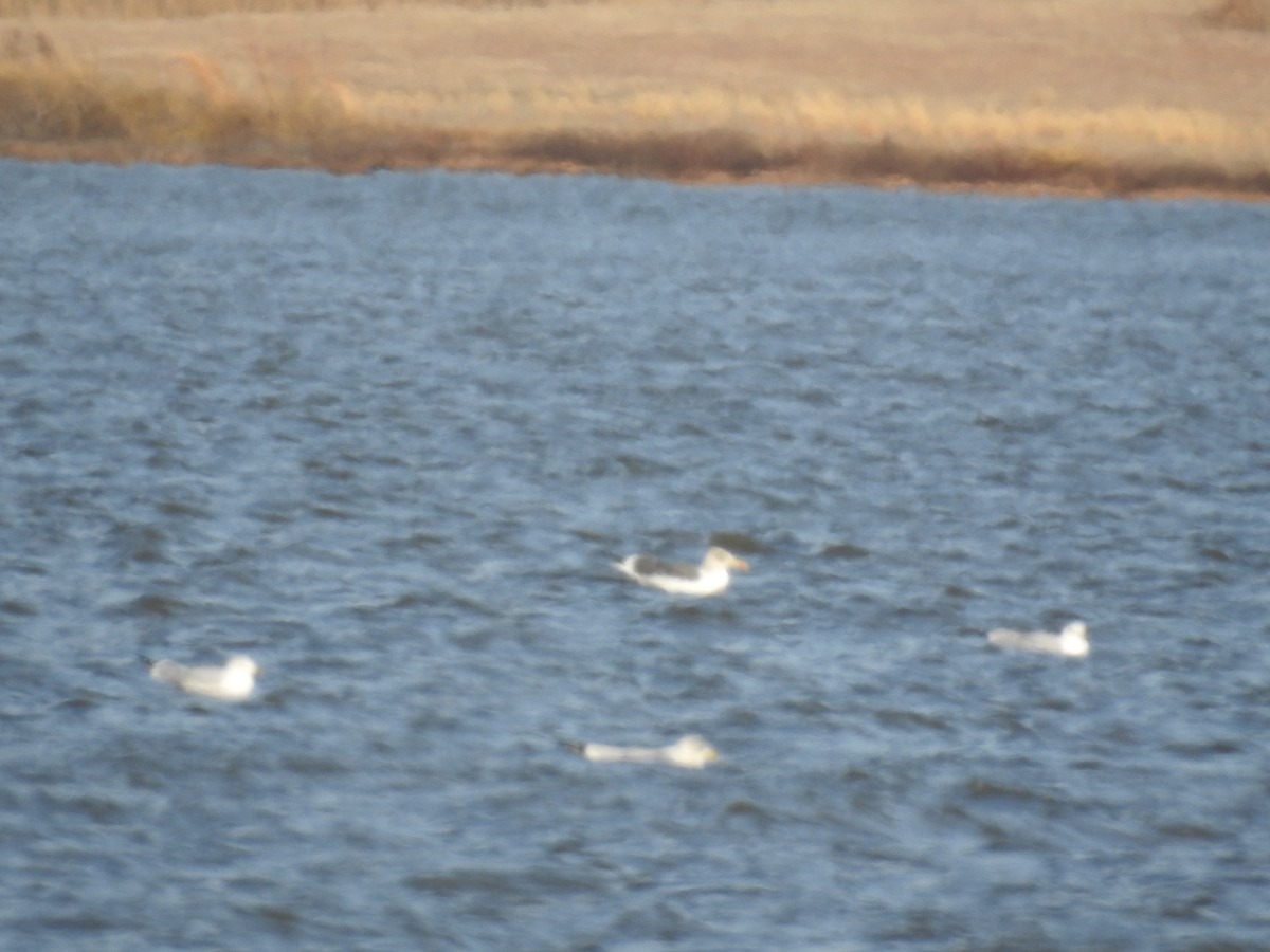 Lesser Black-backed Gull - ML614329218