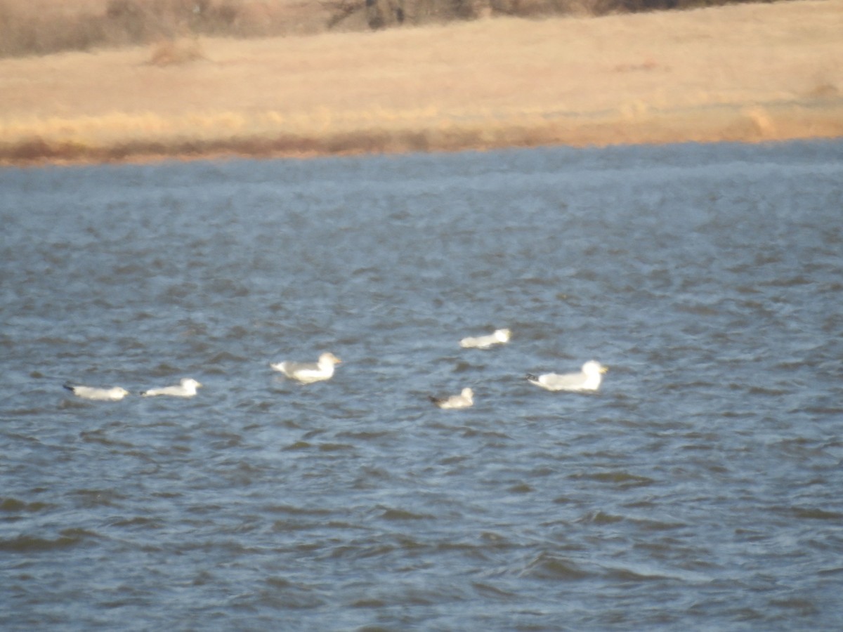 Lesser Black-backed Gull - ML614329219