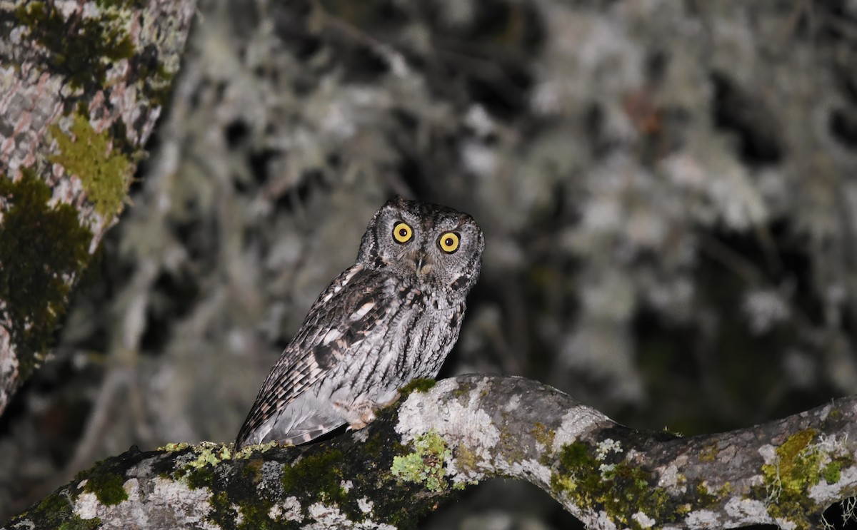 Western Screech-Owl - ML614329250