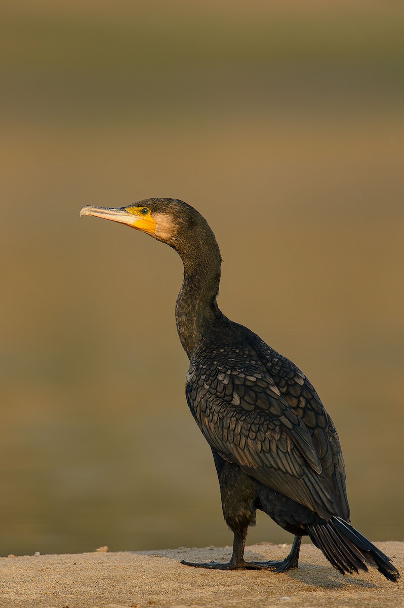 Great Cormorant - Sudhir Paul