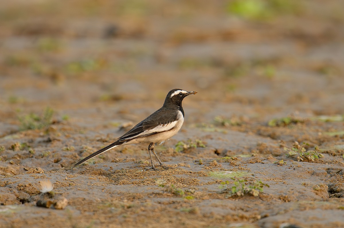 White-browed Wagtail - Sudhir Paul