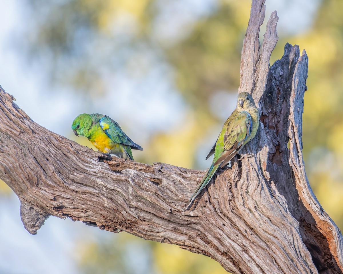 Red-rumped Parrot - ML614329312