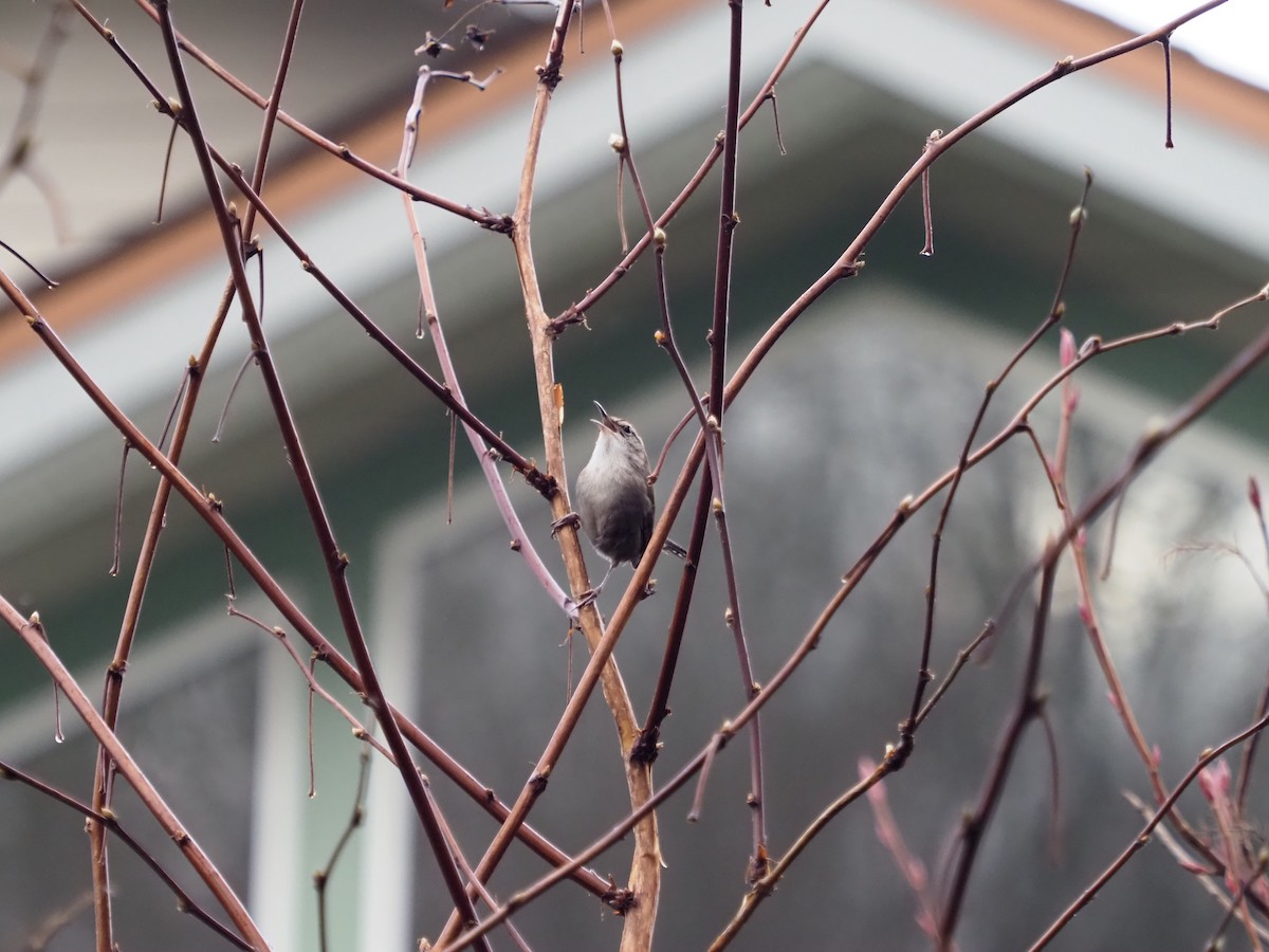 Bewick's Wren - ML614329388