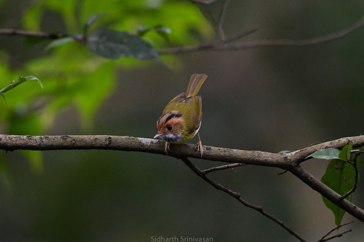 Mosquitero Carirrufo - ML614329405