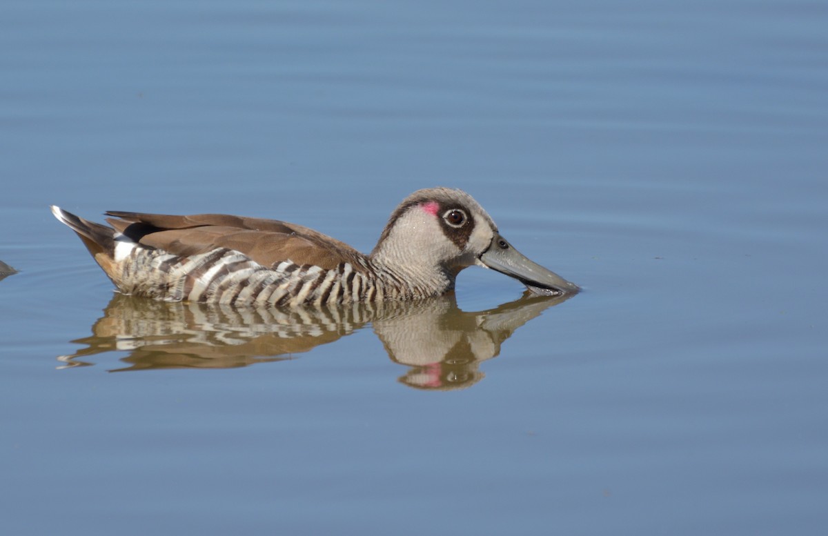 Pink-eared Duck - ML614329443