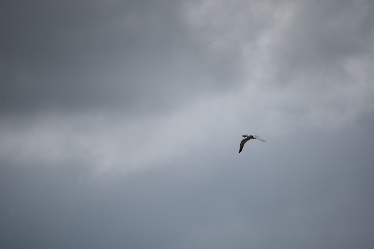 Caspian Tern - ML614329453