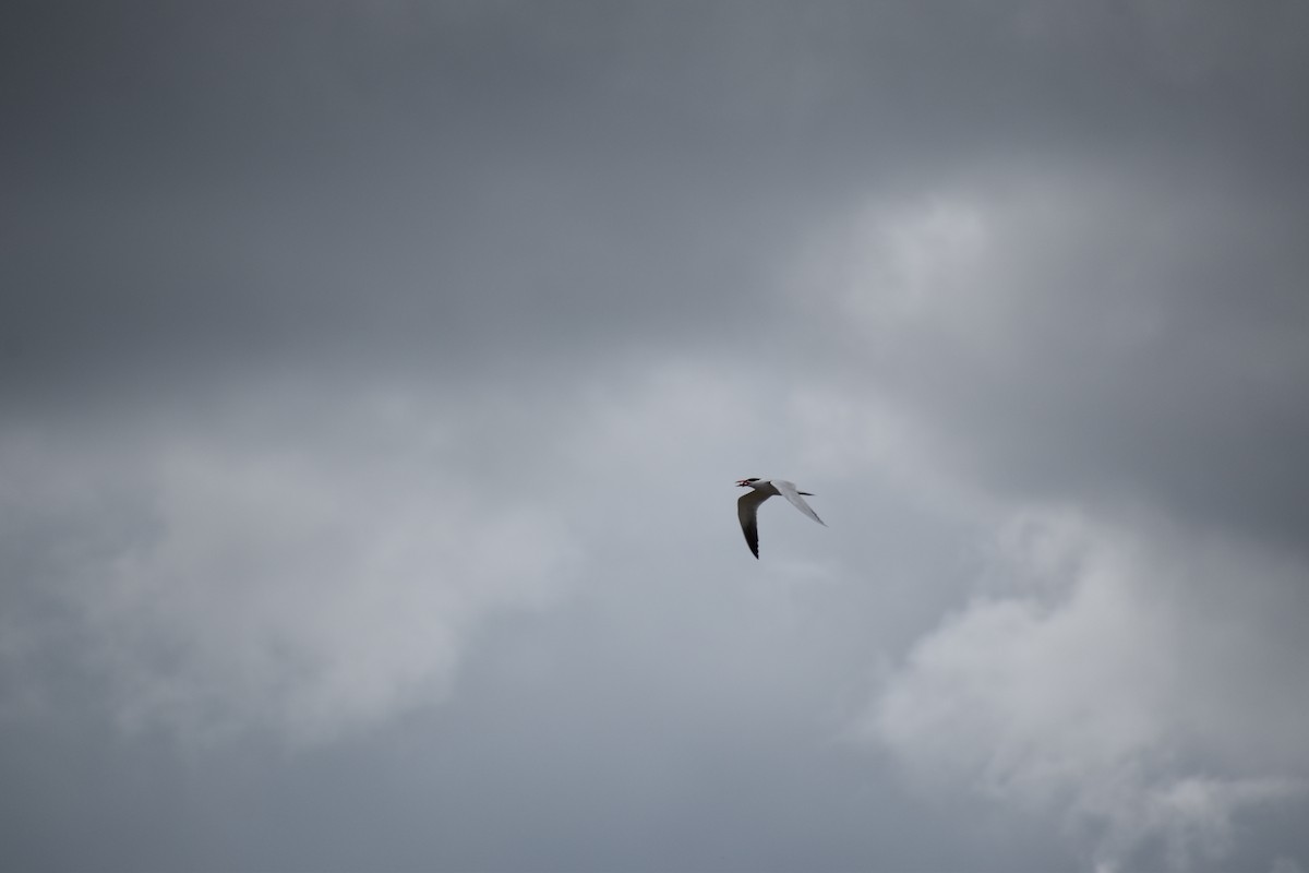 Caspian Tern - ML614329458