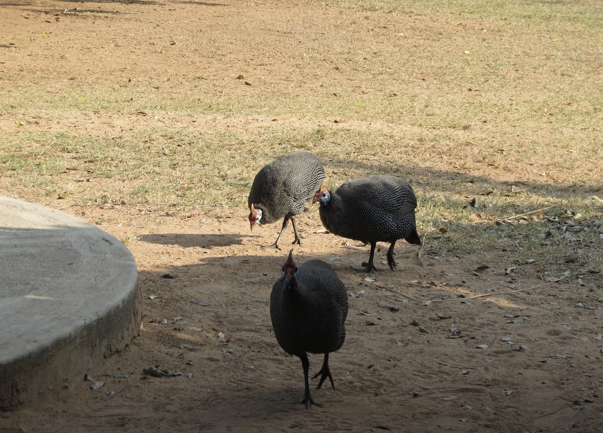 Helmeted Guineafowl - ML614329484