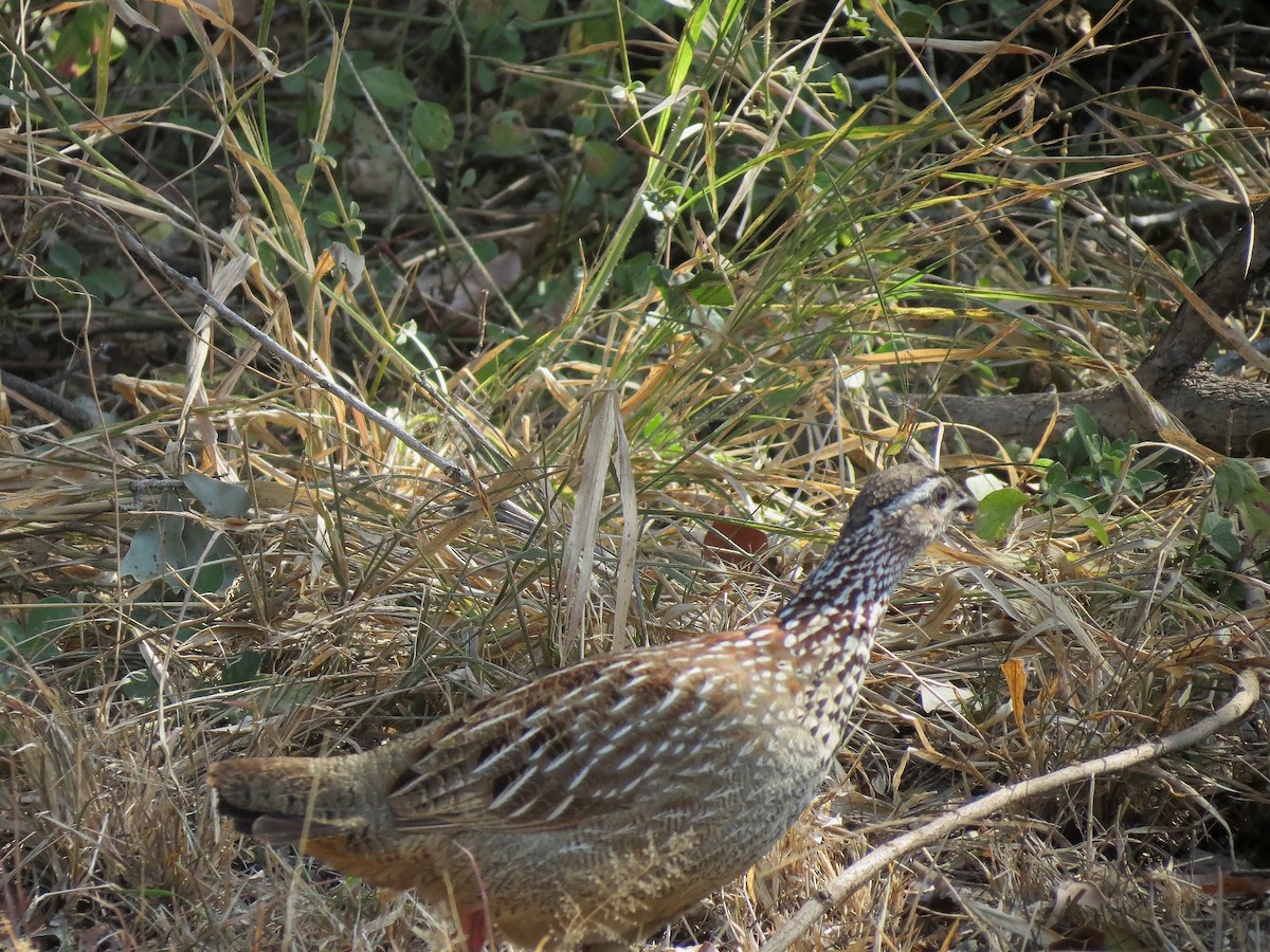 Crested Francolin - ML614329493