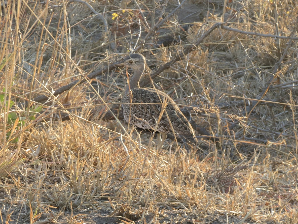 Red-crested Bustard - ML614329502