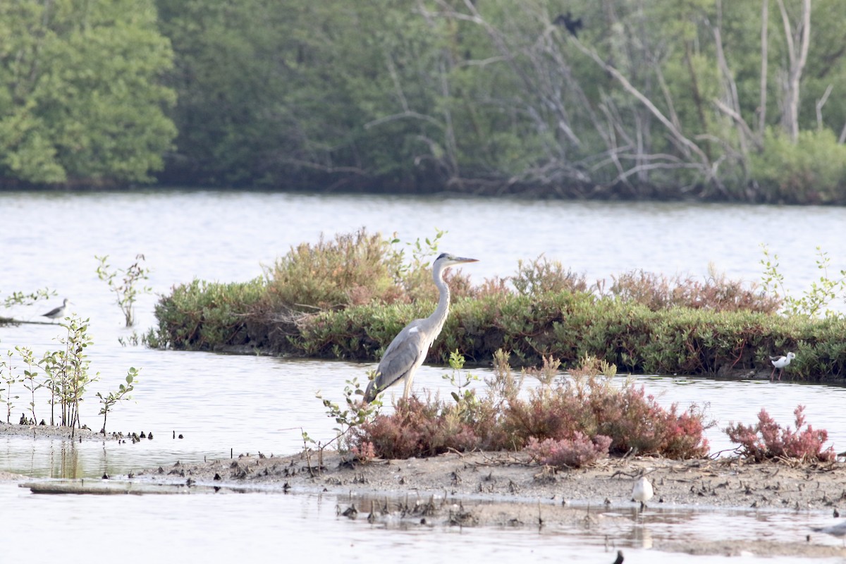 Gray Heron - ML614329503