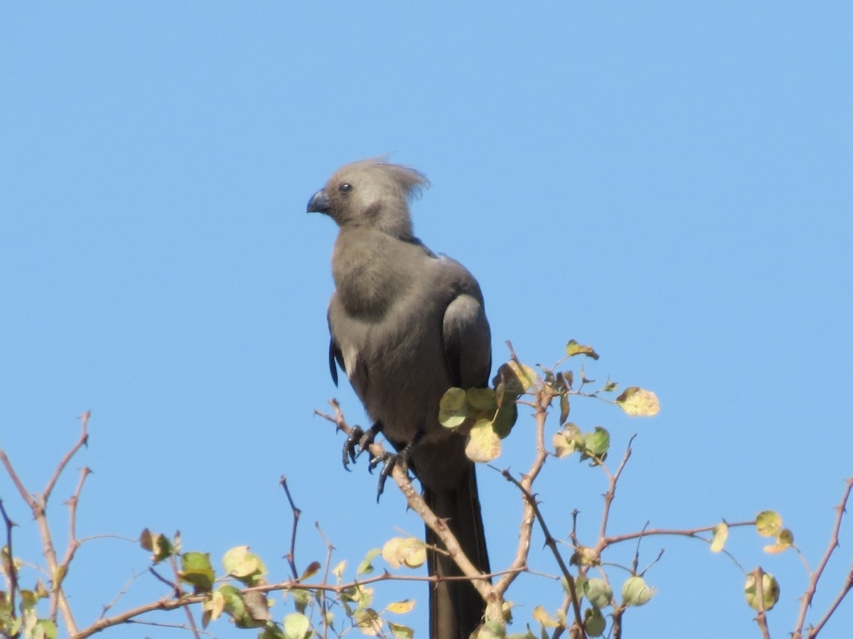 Gray Go-away-bird - Joanne Thompson