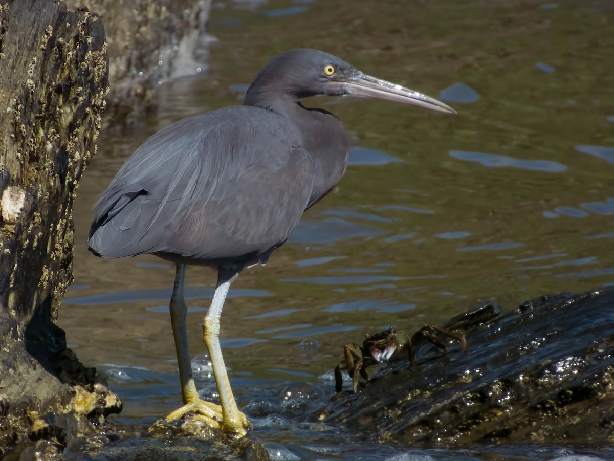 Pacific Reef-Heron - Imogen Warren