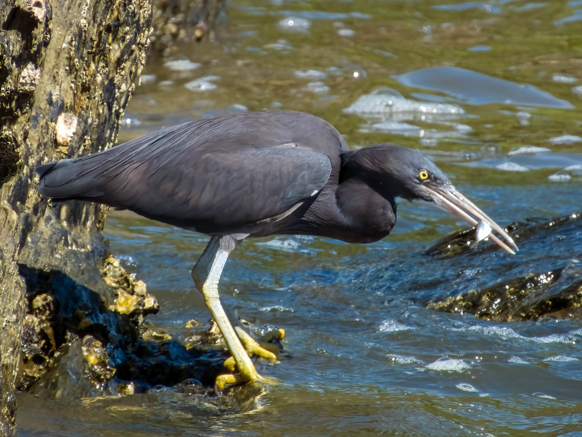 Pacific Reef-Heron - Imogen Warren