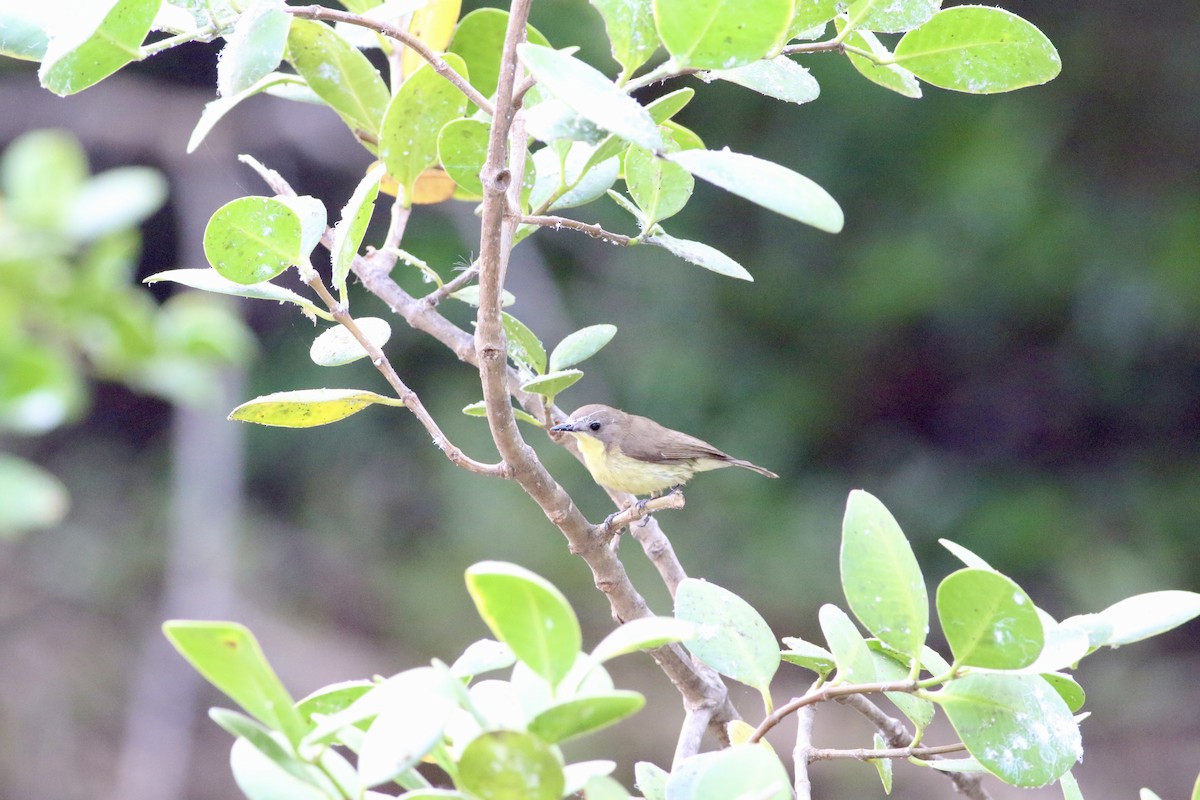 Golden-bellied Gerygone - ML614329521