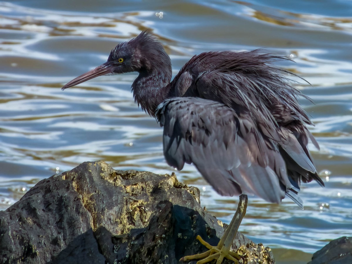 Pacific Reef-Heron - Imogen Warren