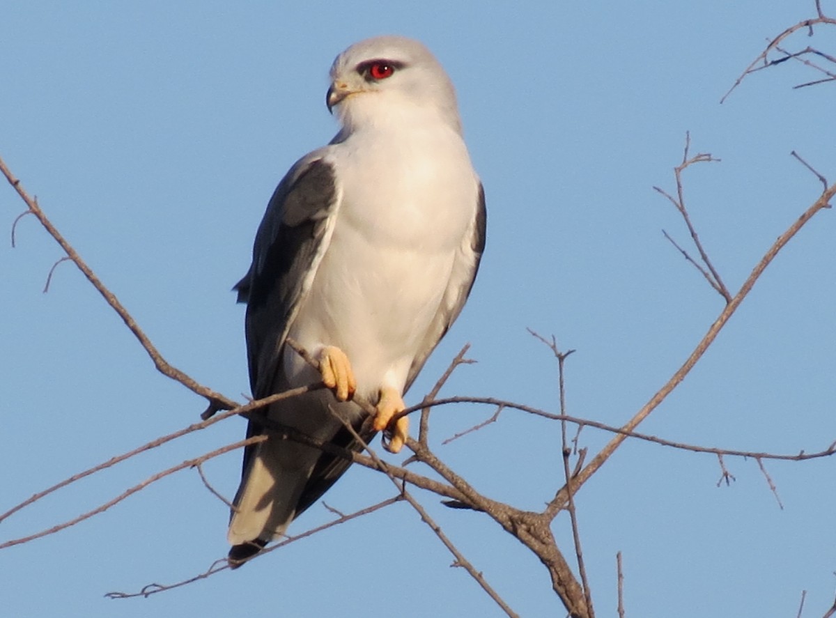 Black-winged Kite - ML614329527