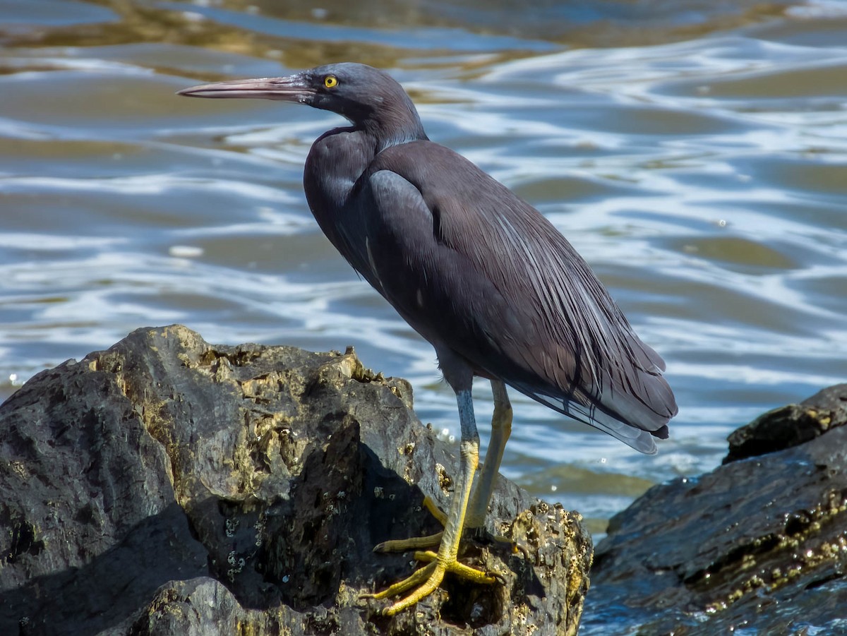 Pacific Reef-Heron - Imogen Warren