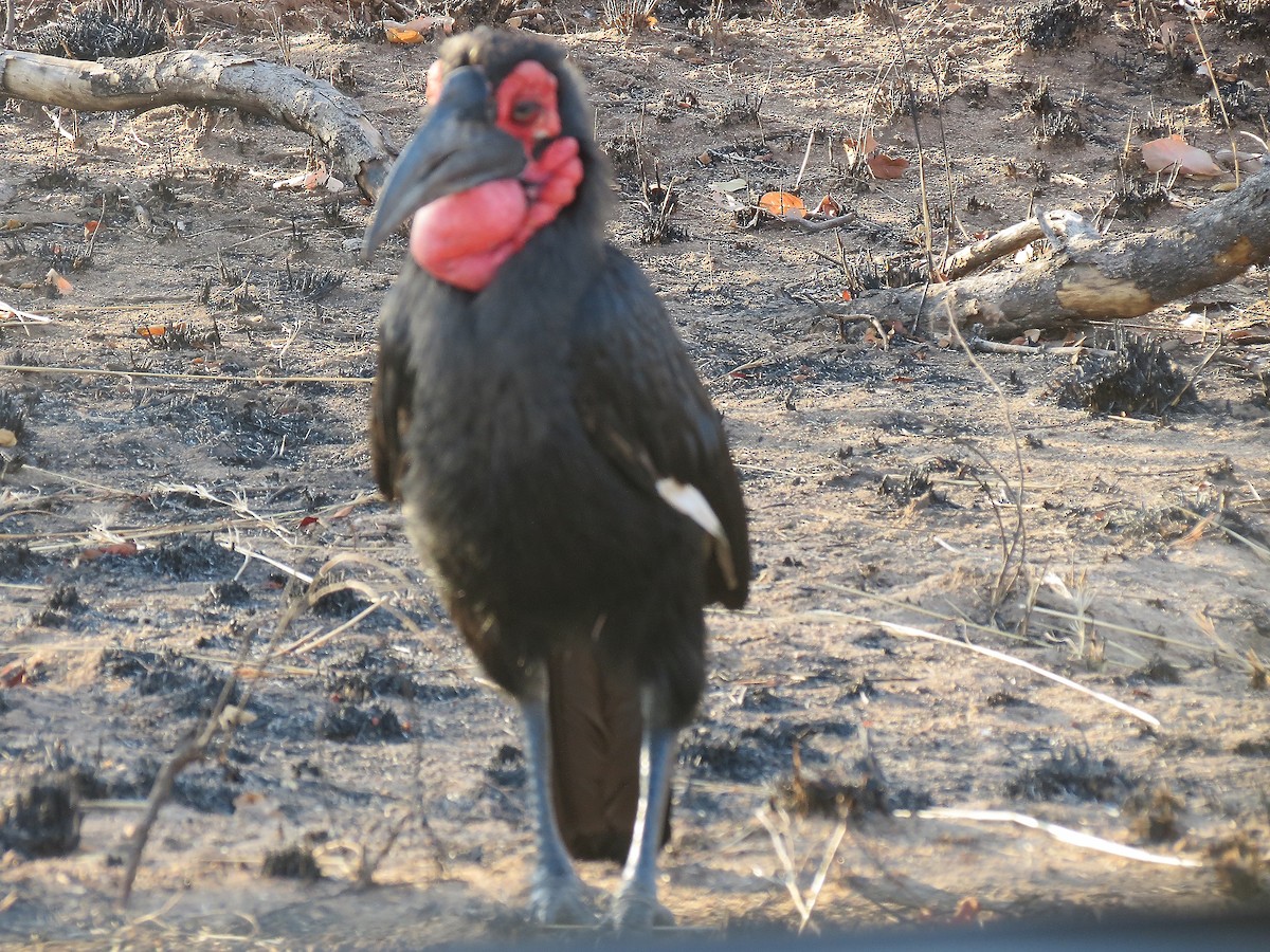 Southern Ground-Hornbill - ML614329535