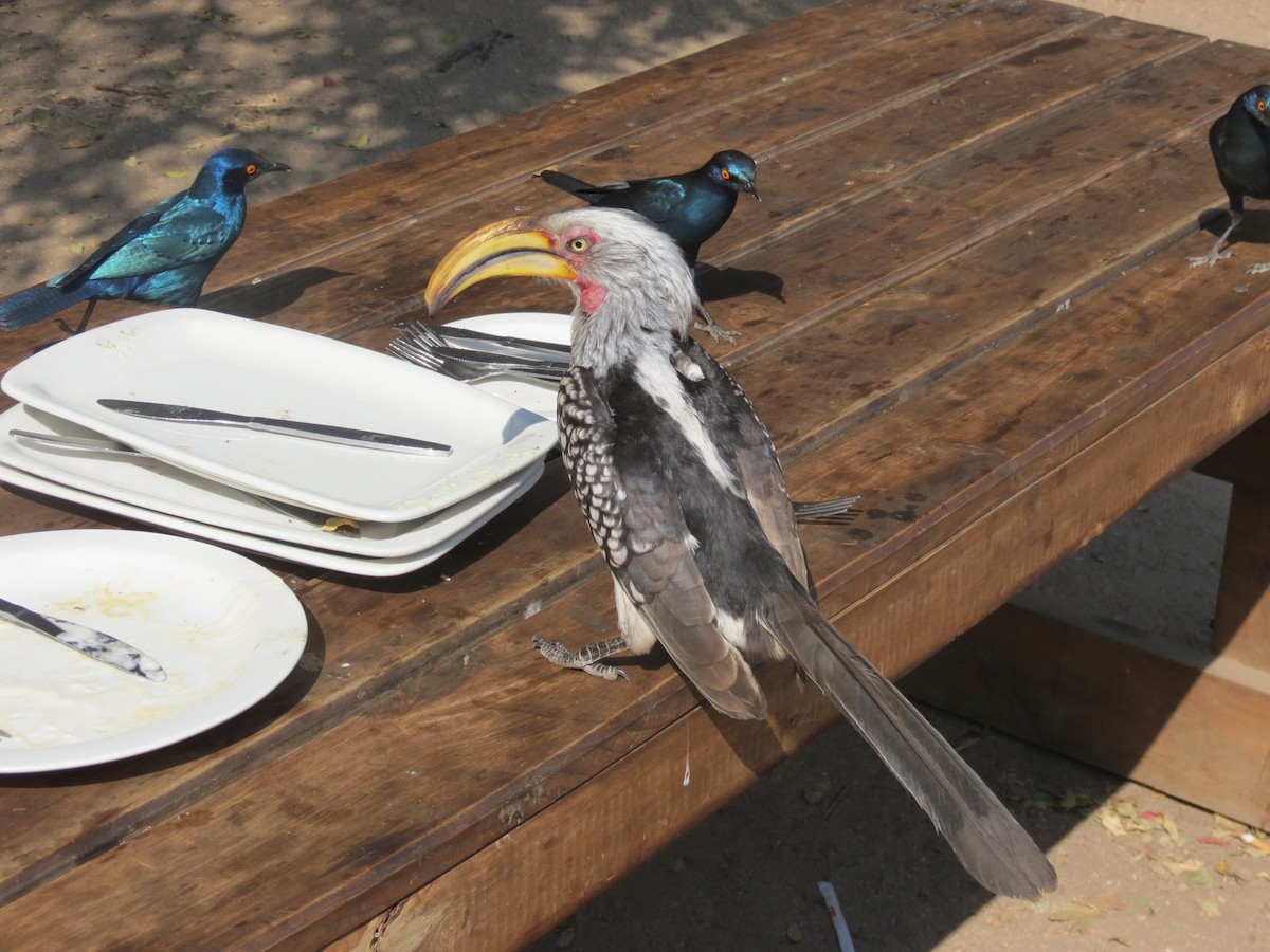 Southern Yellow-billed Hornbill - Joanne Thompson