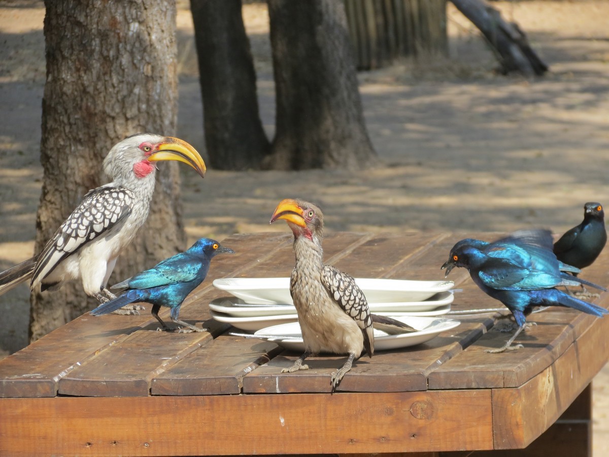 Southern Yellow-billed Hornbill - Joanne Thompson