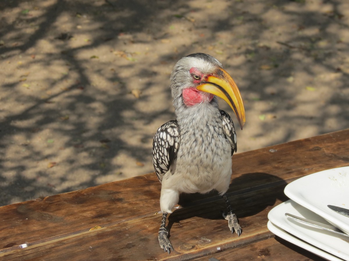 Southern Yellow-billed Hornbill - ML614329545