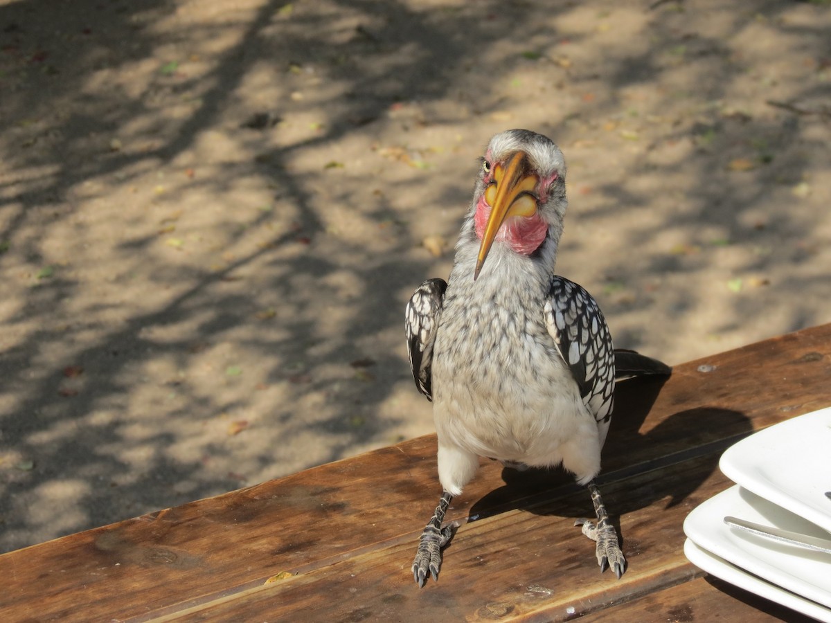 Southern Yellow-billed Hornbill - ML614329546