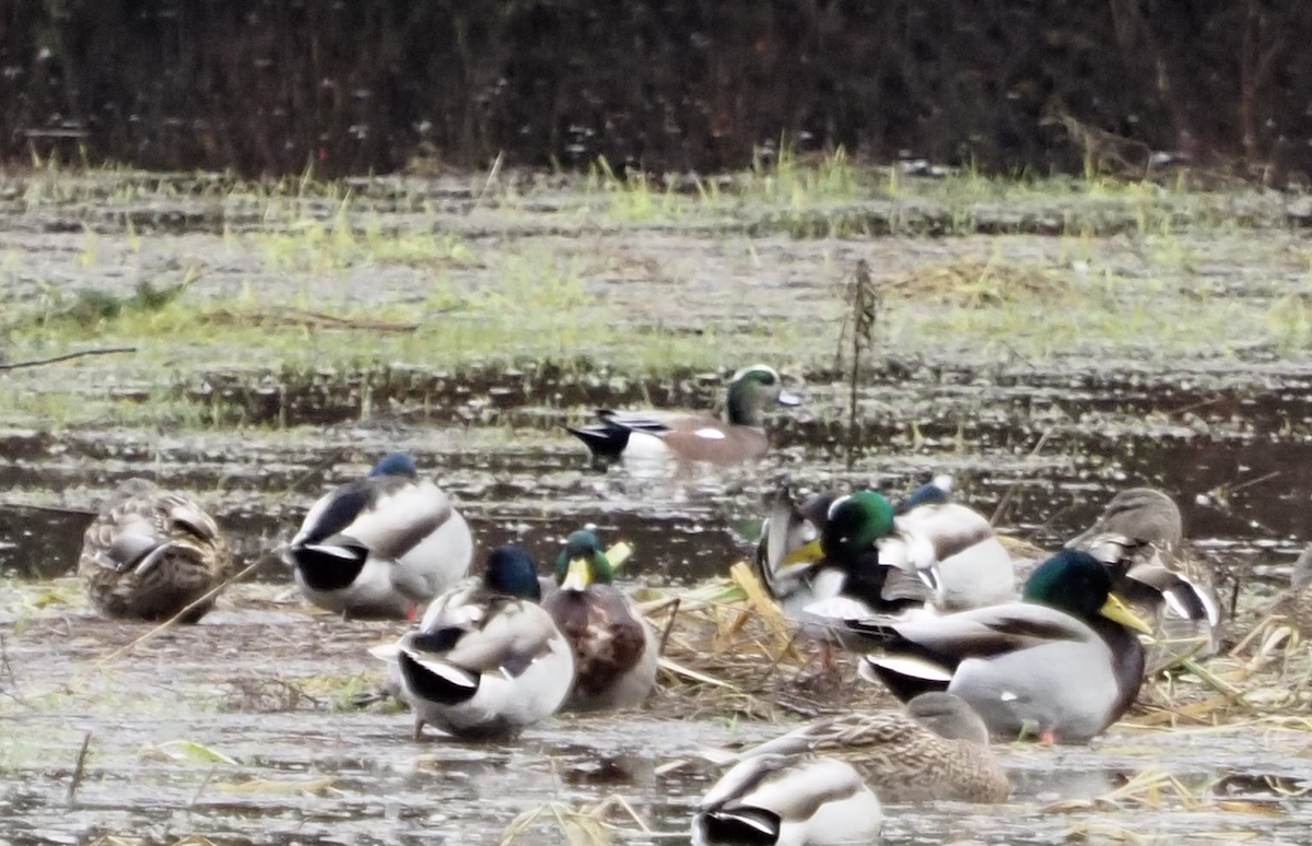 American Wigeon - ML614329548