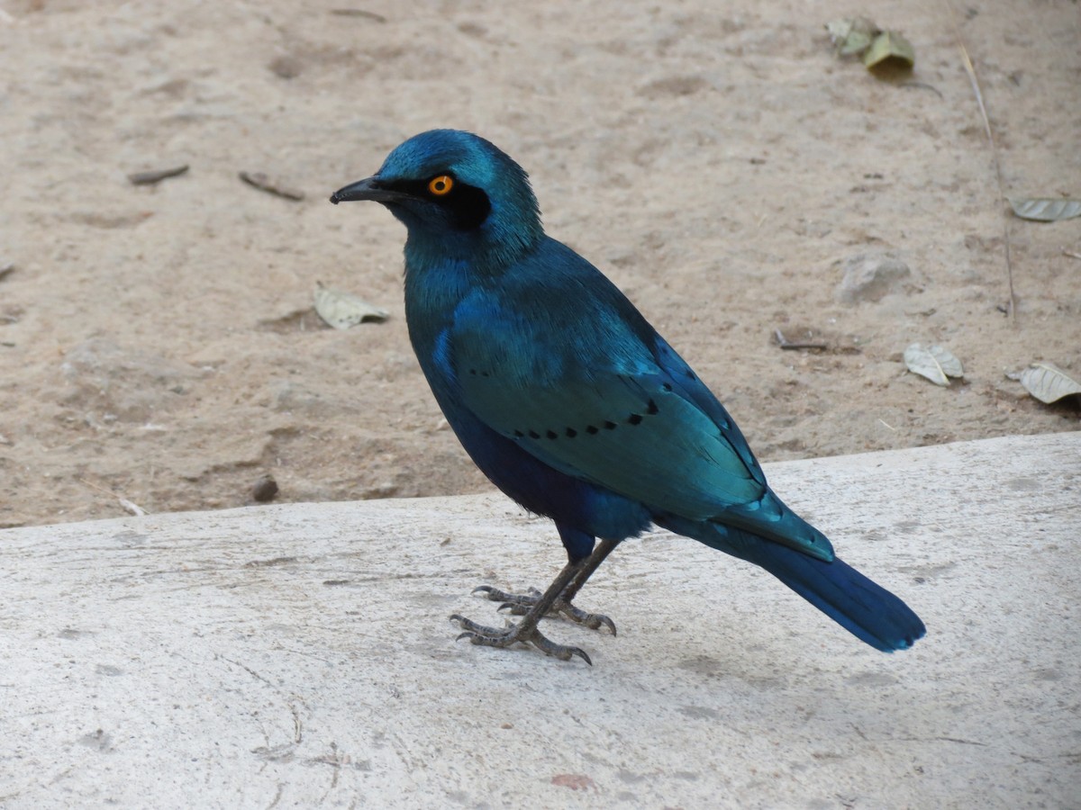 Greater Blue-eared Starling - Joanne Thompson