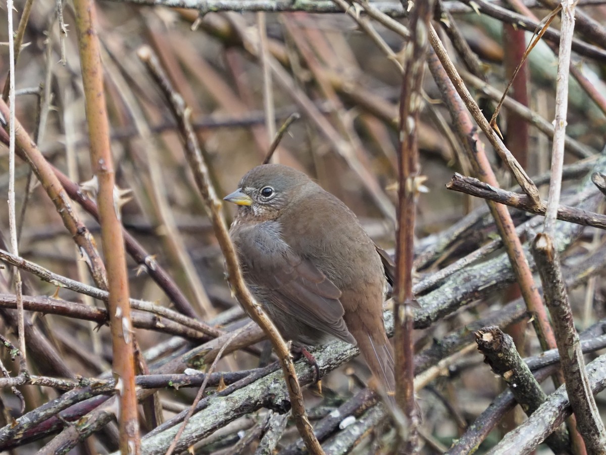 Fox Sparrow - ML614329556